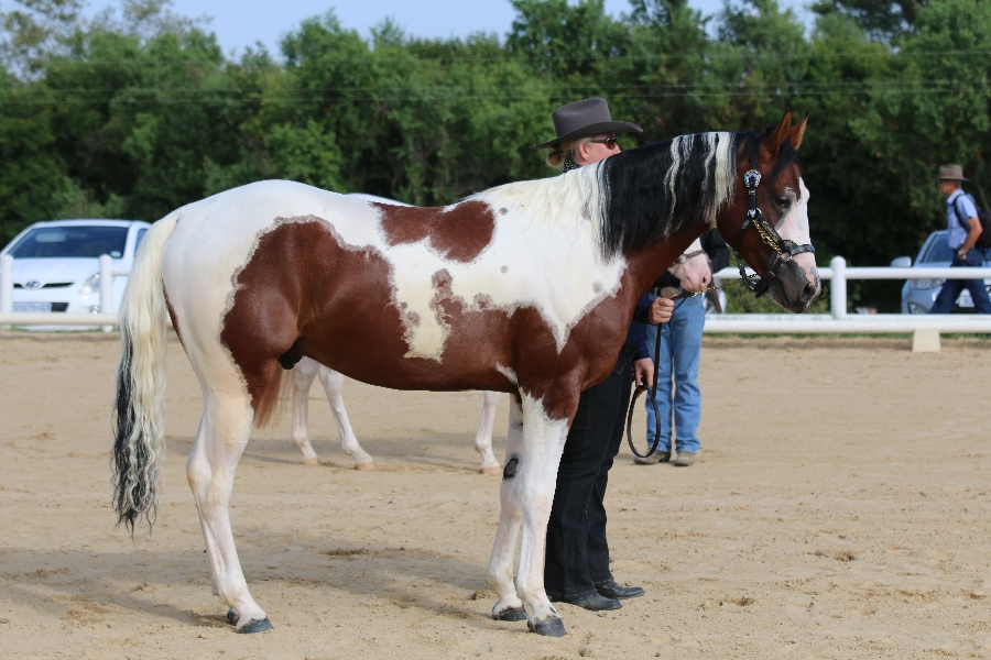 American Paint Horses Uniquine Quarter Horse Stud Tiegerpoort   IMG 0124 