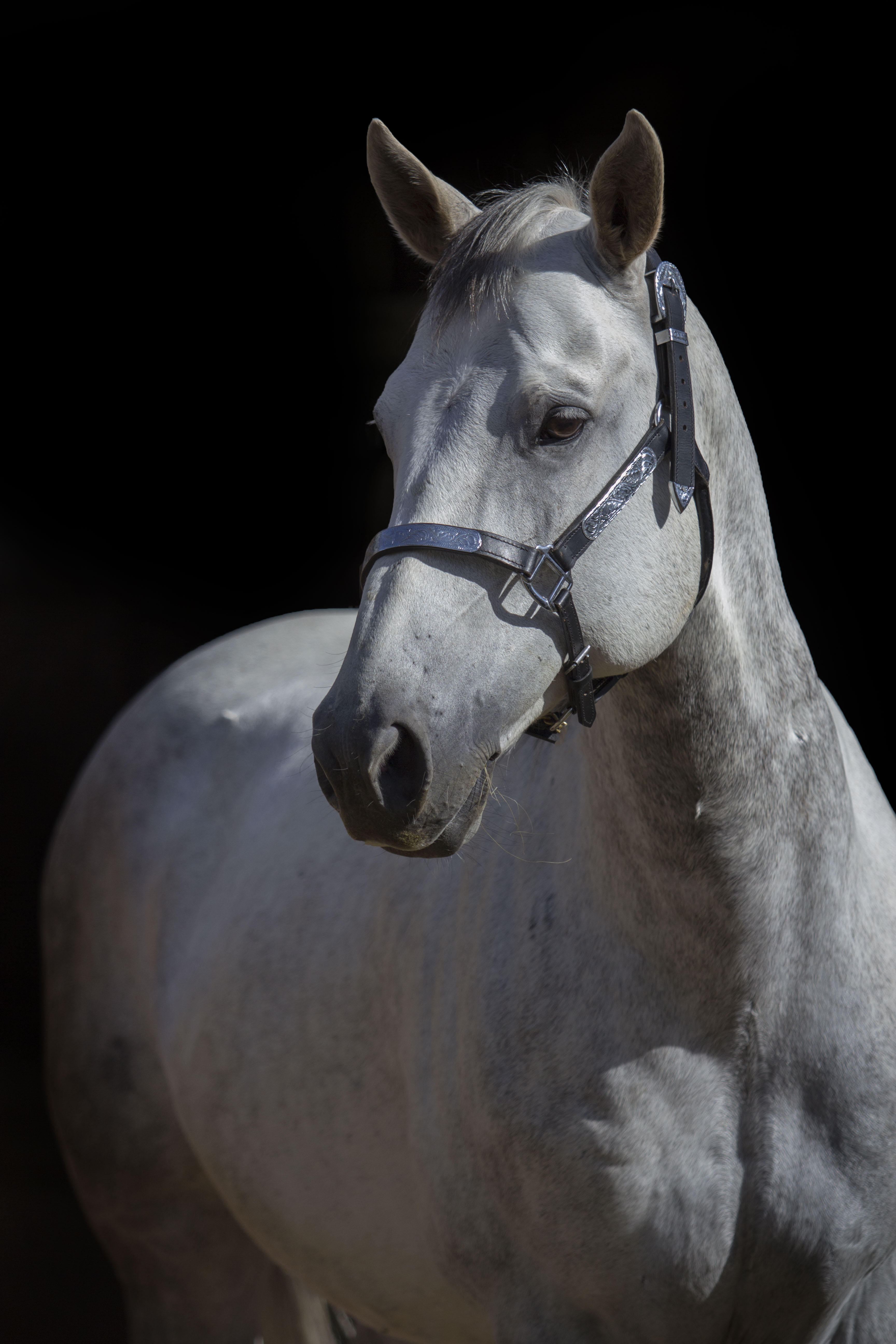 Stallion   Geldings - Uniquine Quarter Horse Stud - Tiegerpoort 