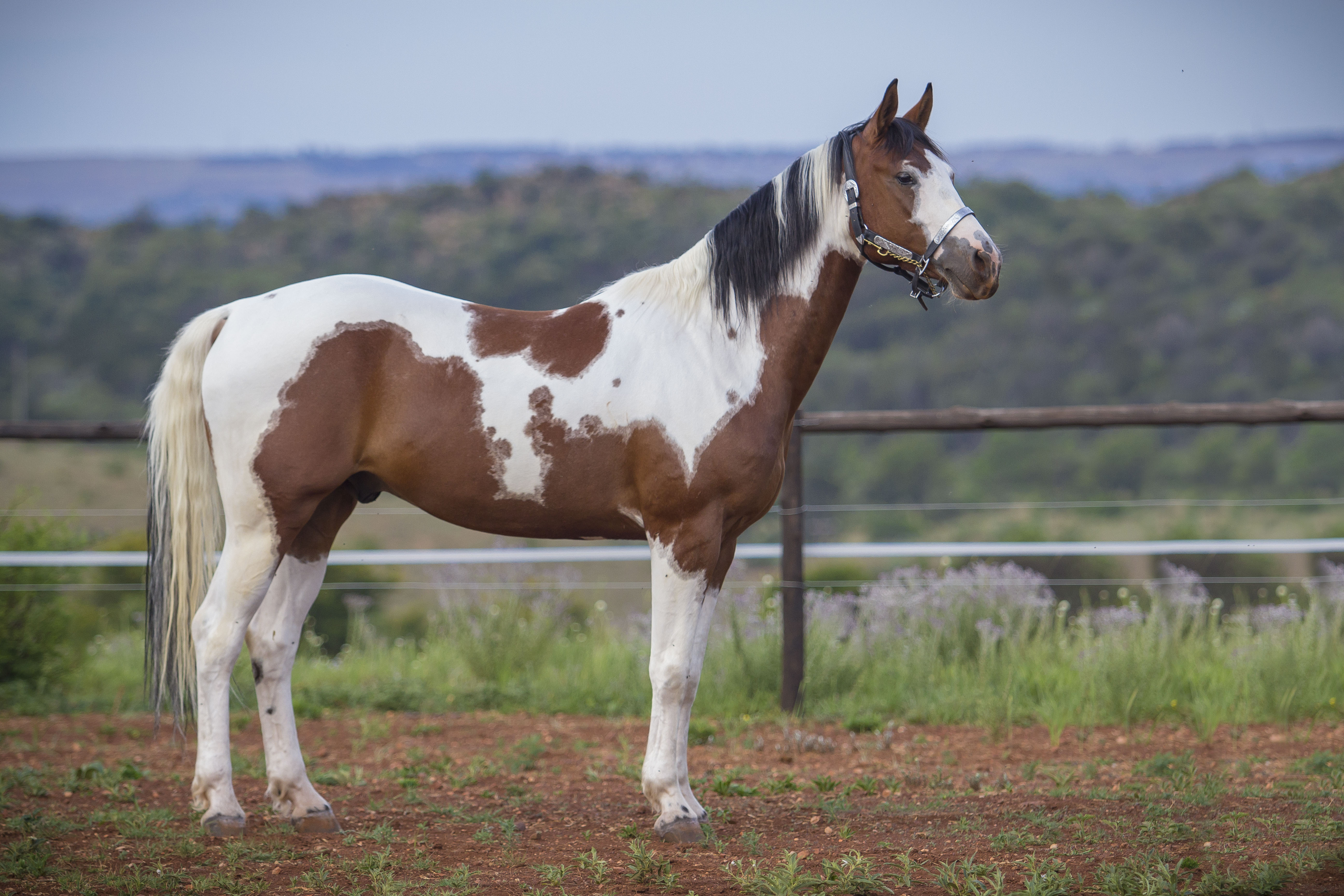 Stallion / Geldings Uniquine Quarter Horse Stud Tiegerpoort