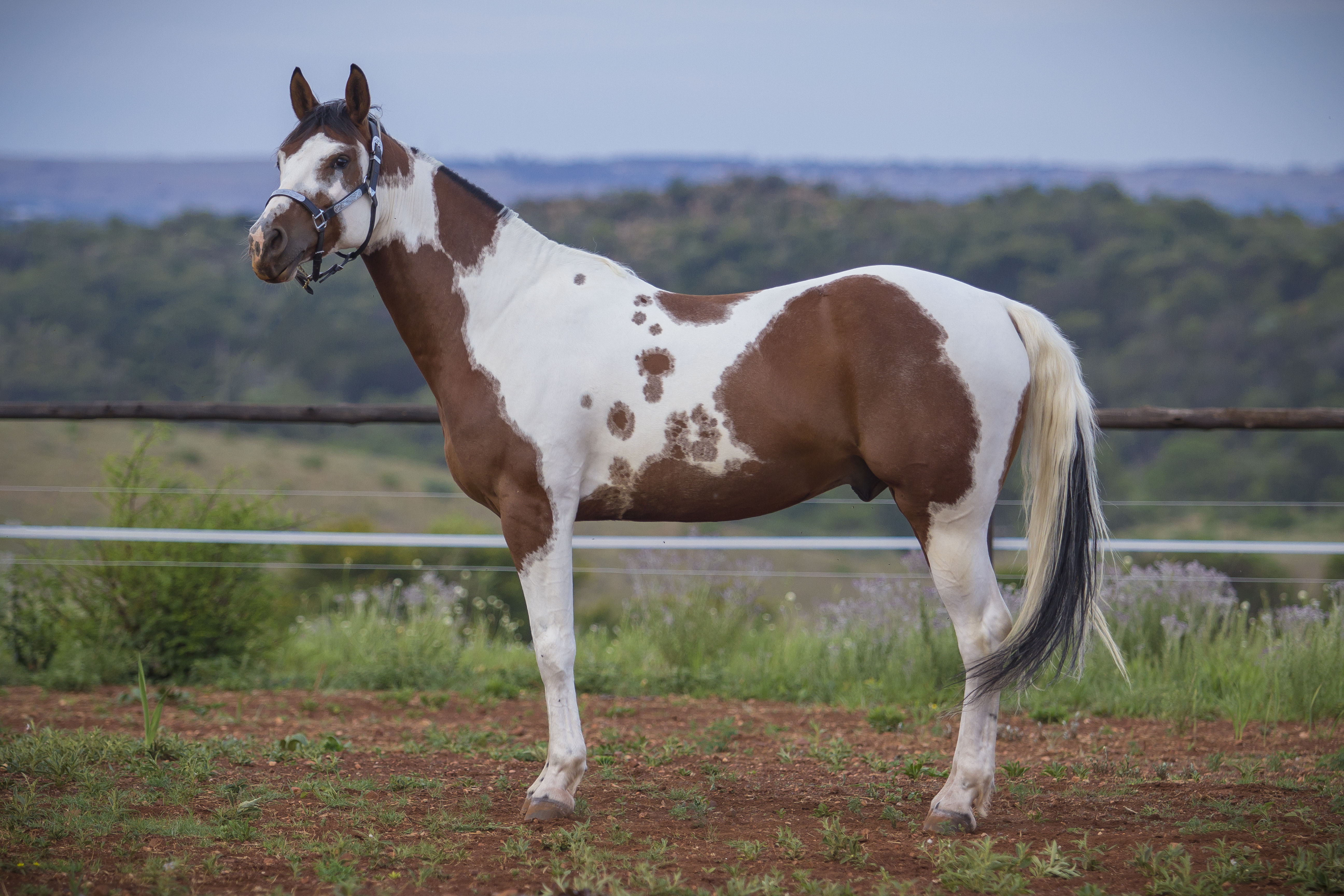 Stallion / Geldings - Uniquine Quarter Horse Stud - Tiegerpoort ...