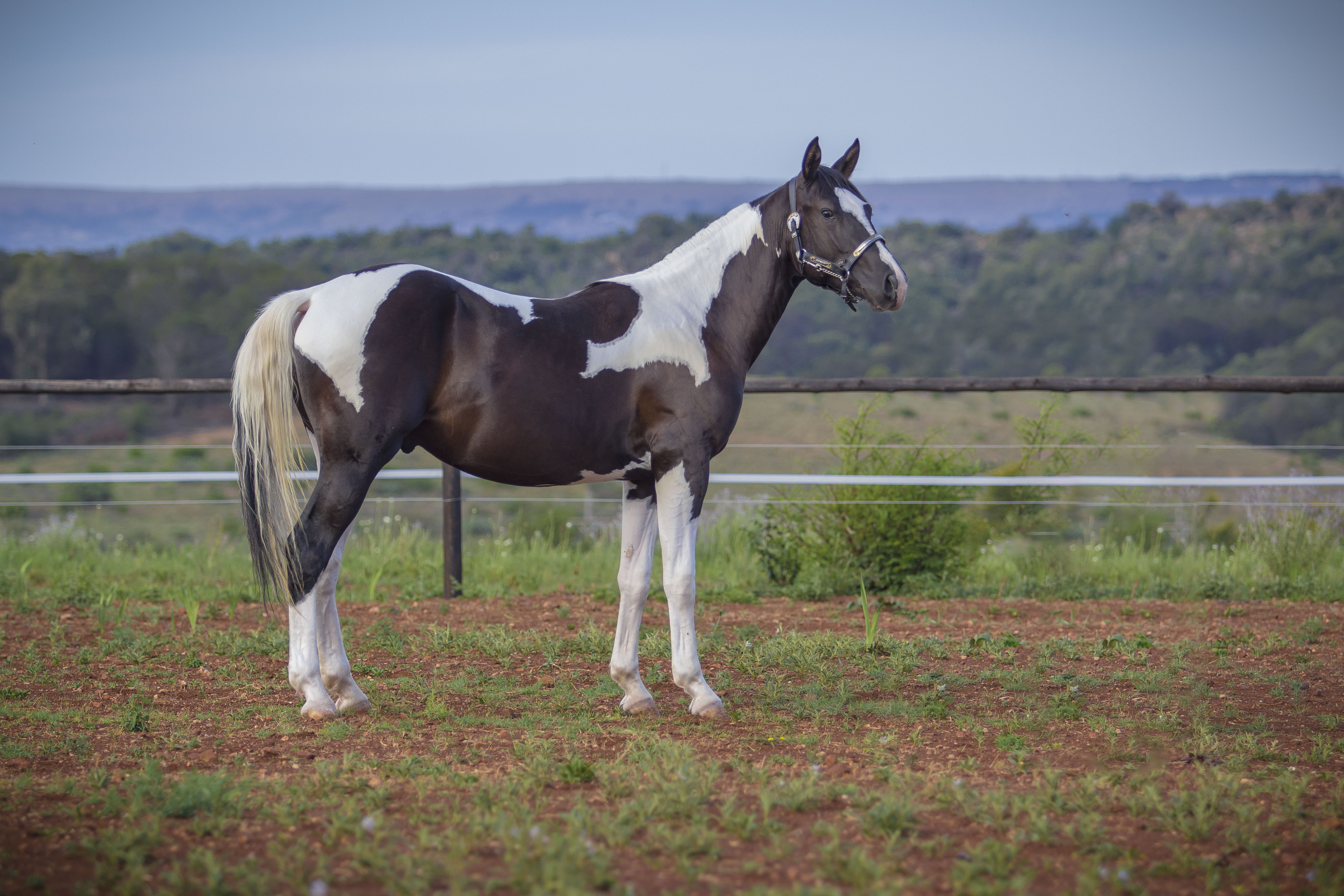 Stallion / Geldings - Uniquine Quarter Horse Stud - Tiegerpoort ...